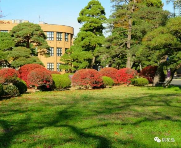 宛如公园般的日本东北大学,仙台最值得一去的地方