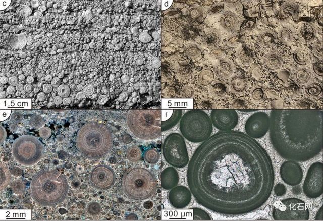 真相:石灰岩上那些微小的鲕状结构是微生物化石