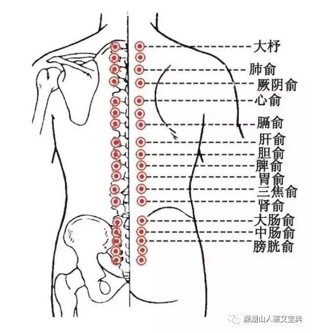 2,越灸越水嫩的穴位——肺俞穴/肾俞穴