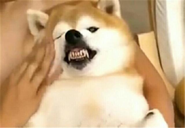 柴犬不堪蹂躏龇牙咧嘴,主人这么做后,狗阴险地笑了
