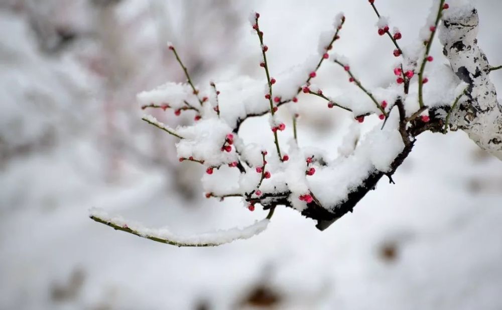 大寒雪中赏梅傲雪凌霜