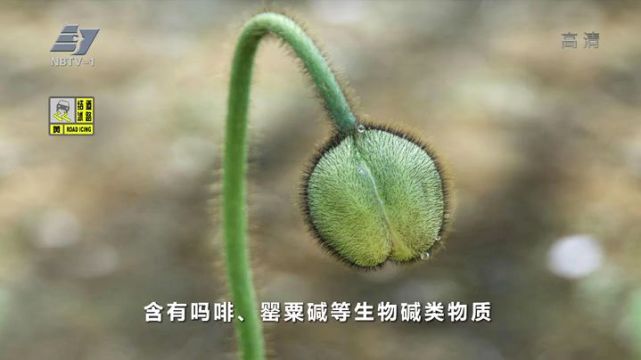 两名男子尿检吗啡呈阳性 一问刚吃了顿火锅