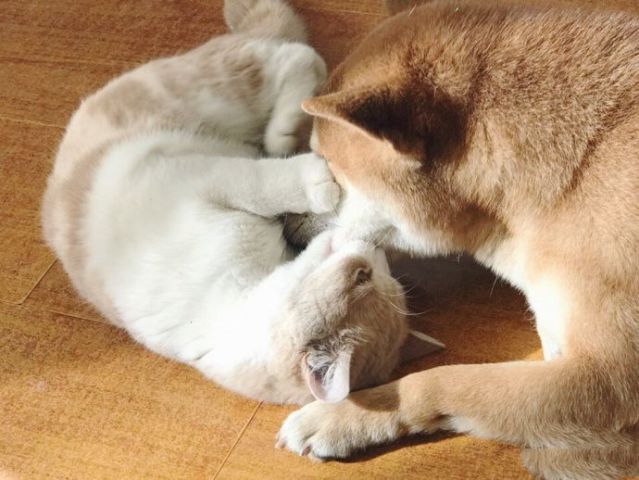明明脸都被猫咪咬的揪起来了,柴犬还一脸享受的模样