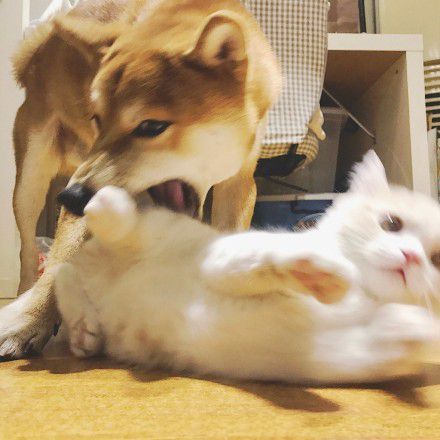 明明脸都被猫咪咬的揪起来了,柴犬还一脸享受的模样