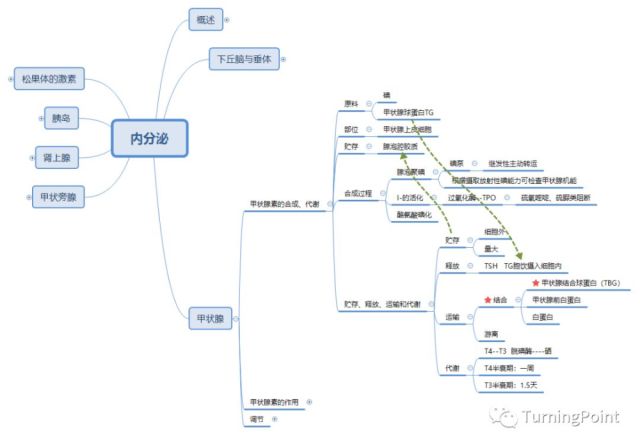 思维导图-生理-内分泌