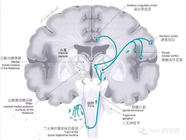 主要经三叉神经脊束核传出,交叉到对侧,经脊髓丘系传导至丘脑内侧背核