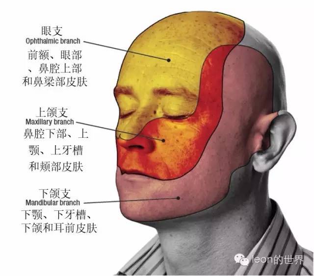 分布情况- 角膜反射- 下颌反射参与了两个反射:三叉神经感觉支又分为