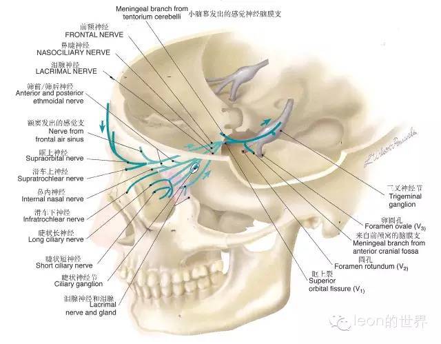 接受来自角膜,眼球和鼻腔上部粘膜(鼻睫神经,泪腺(泪腺神经,前额