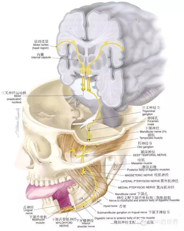 一文巧记三叉神经的解剖及功能