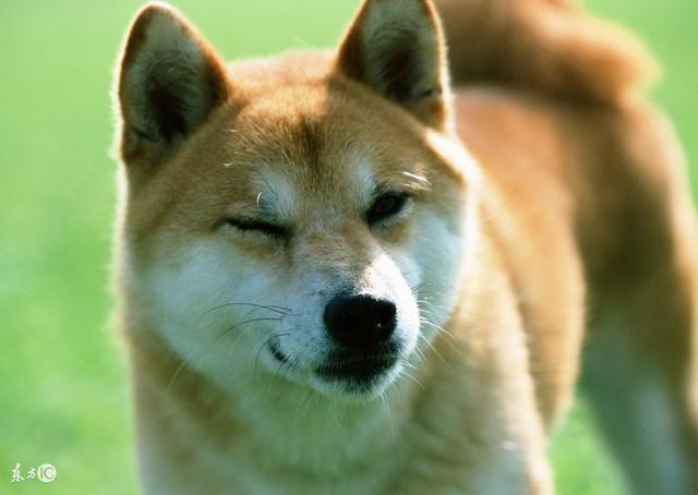 买的柴犬变成了中华田园犬,教你区分土狗和柴犬!