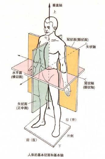 我们可以发现自己在矢状面(前后)的体态