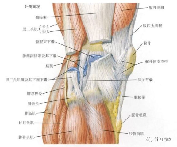 9,腘窝股骨外侧髁点  以左手拇指压住胫骨内侧髁骨面,刀口线与肢体