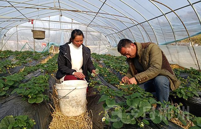 草莓夫妻的爱情故事:丈夫嫁到郴州带民脱贫