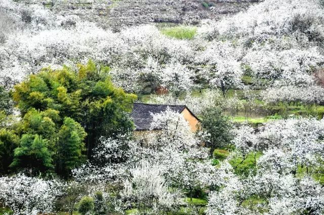 江阳区丹林镇梨花村