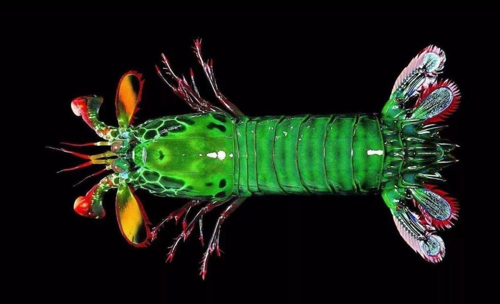 食人蚂蚁刷新最快记录,咬合速度比人类眨眼快