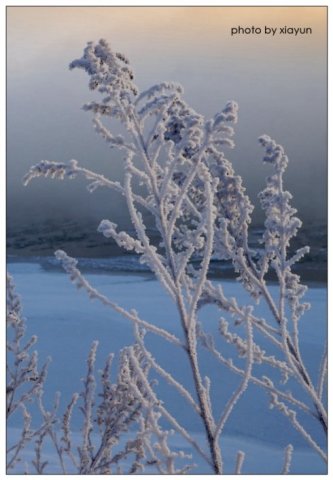 美哉,雾凇岛,沿岸的松柳凝霜挂雪,戴玉披银