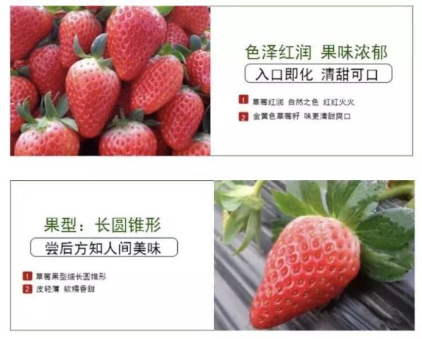 科普时间:虽然白草莓看着像转基因草莓,但其实跟市场上的其它草莓