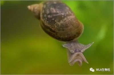 虾缸常用淡水螺