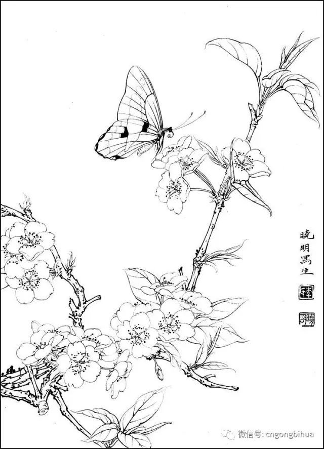 工笔画李晓明工笔花鸟白描