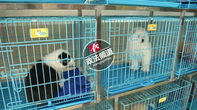 长沙一男子买的宠物狗不到7天就生病 送回治疗