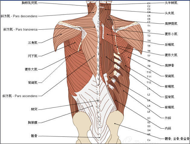 收藏丨脊椎与背部3d解剖图解