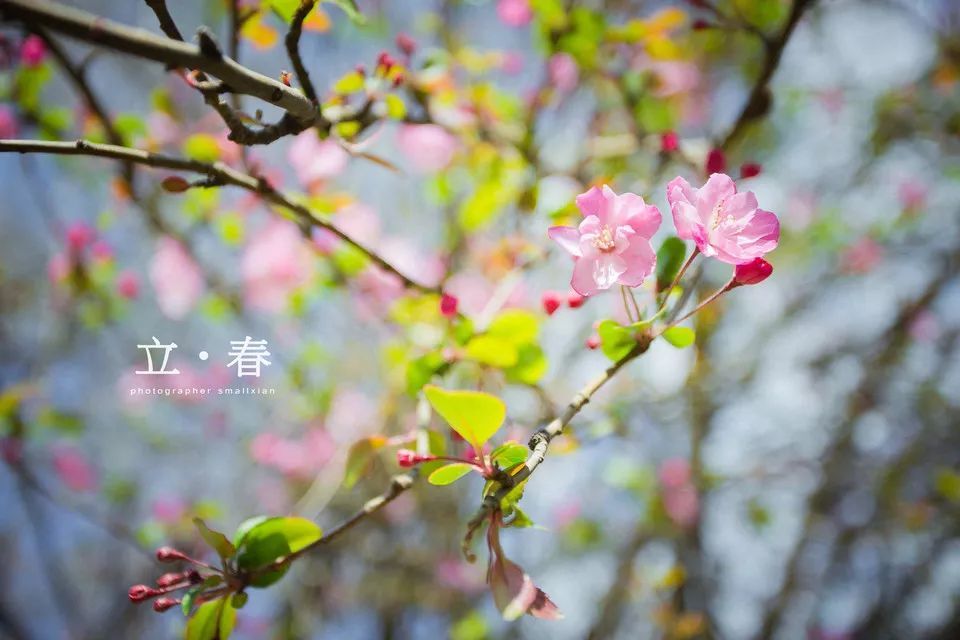 今日立春丨万物复苏春暖花开