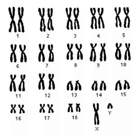 雌性动物具有两条x染色体(xx),而雄性动物具有一条x染色体和一条y