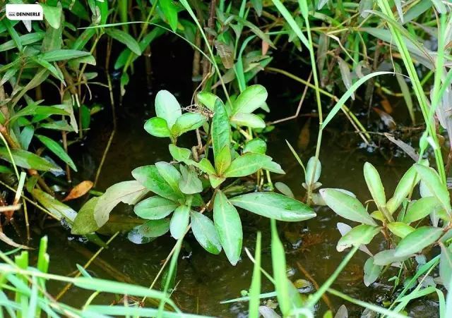 水草,原来你们住在这样的地方