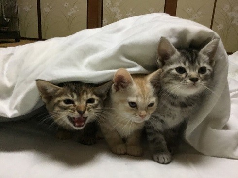 日本旅馆提供猫咪陪睡服务,一夜收费278元