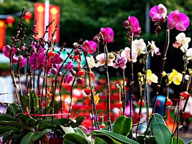 深圳各区，家门口逛花市、观鸟、看灯展庙会…全部免费！