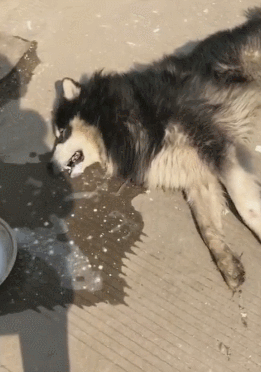 狗狗误吃有毒的食物,肥皂水灌下一大碗,能否救活?