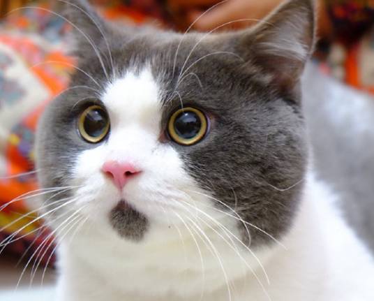 苹果商店下架QQ微信? 真相终于清楚了