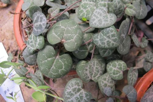 640