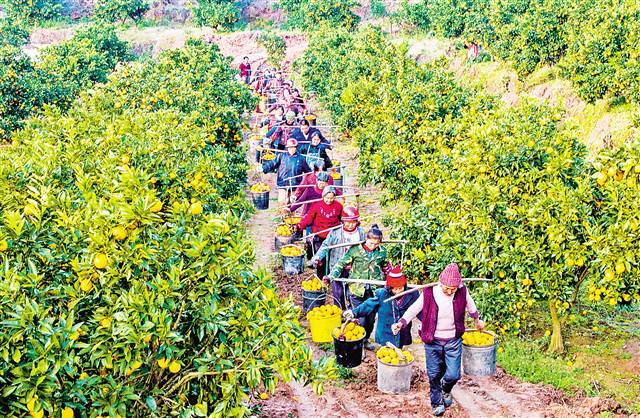 全国柑橘为何搬到忠县卖? 全靠柑橘网