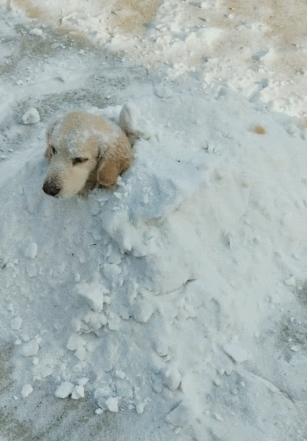 狗狗被主人埋雪堆里,满脸生无可恋,露头像个狗雪坟!