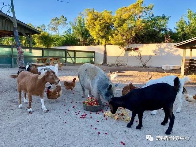 巴斯克斯的家里收留了很多动物,有狗,猪,鸡,兔子,绵羊,山羊,小马