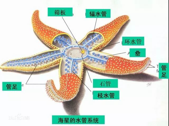 海星的结构示意图   02   水母都是"小东西"?