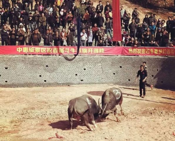 "大观音"    石牛寨每天还有上/下午场的"超级牛王"争霸赛激情上演