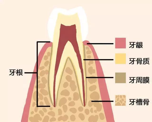 牙龈萎缩,牙根外露,一张动图告诉你,健康的牙齿慢慢走向脱落的全过程.
