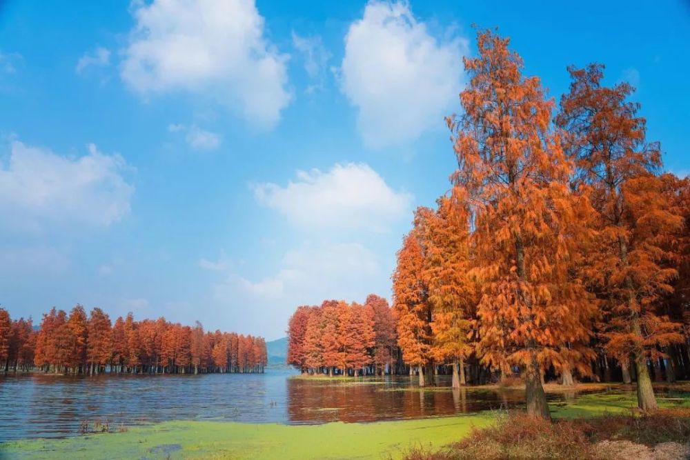 辉映 湖中大小岛屿点缀其间 图by 浙江在线 水杉之美堪称四明湖的一绝