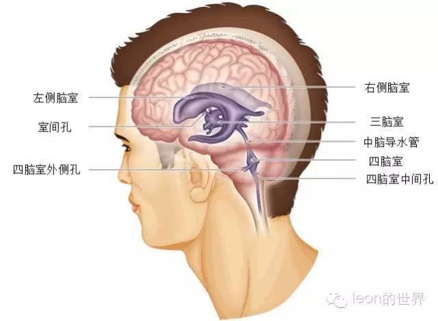 胼胝体 4.扣带回 5.旁中央沟 6.矢状窦 7.蛛网膜颗粒 8.顶枕沟 9.