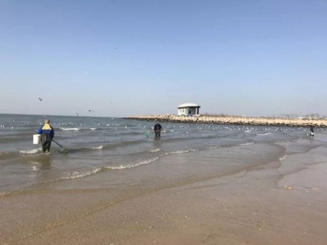实拍‖龙口东海海边涌来不少海货…好多人都在捡!