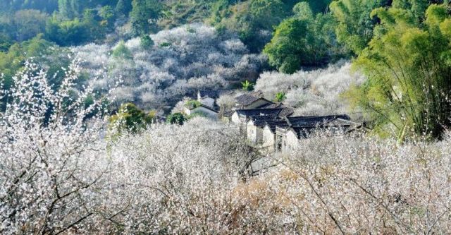 普宁经济总量2017_普宁豆干(2)