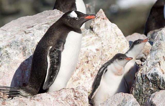 巴布亚企鹅又被很多人叫做白眉企鹅,可以算的上是企鹅当中名字最多
