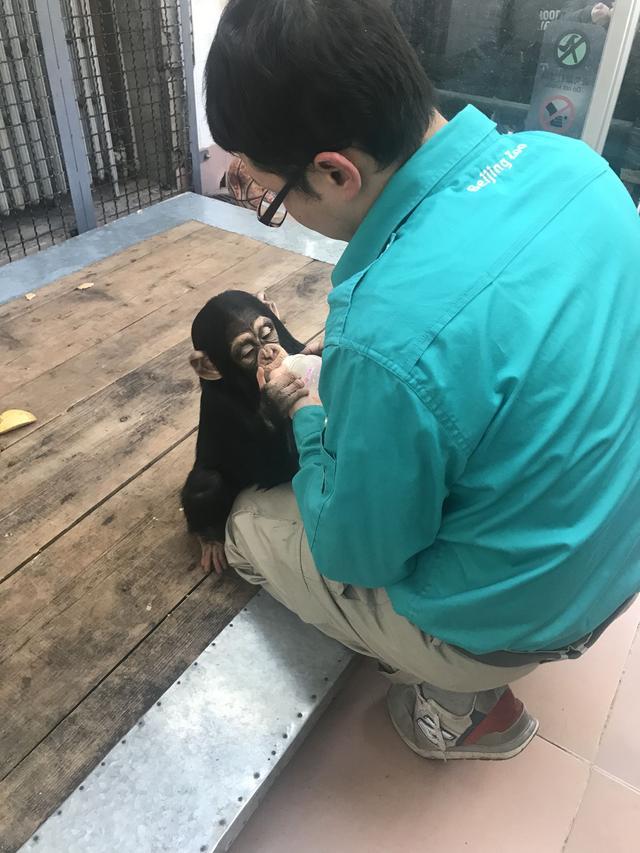 北京动物园动物怎么过年?黑猩猩除夕加餐 大熊