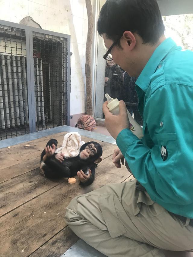 北京动物园动物怎么过年?黑猩猩除夕加餐