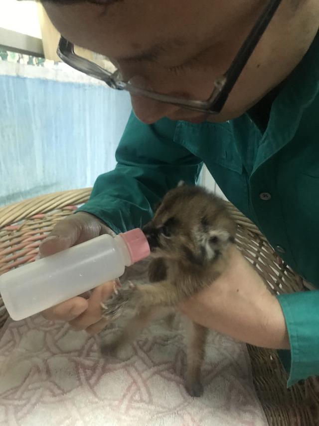 北京动物园动物怎么过年?黑猩猩除夕加餐