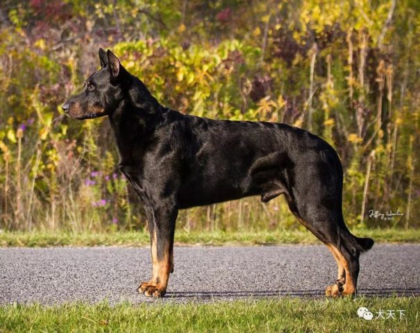 法国牧羊犬