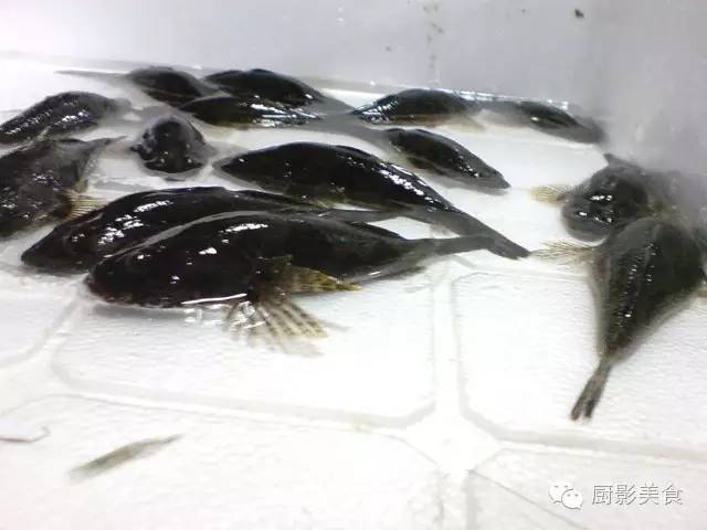 长江以南的人吃鱼时间表