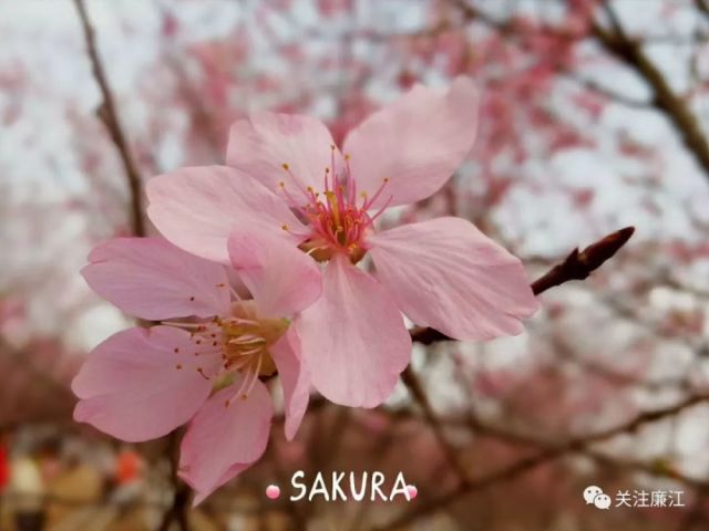 廉江城北公园的樱花,桃花大量开花啦!美得刷爆朋友圈了!